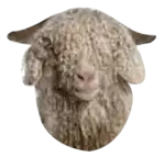 Angora-Goat Angora-Goat